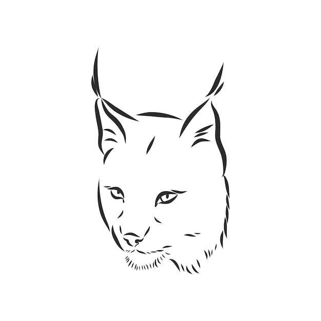 스라소니 야생 고양이 프레데터 손으로 그린 흑백 양식