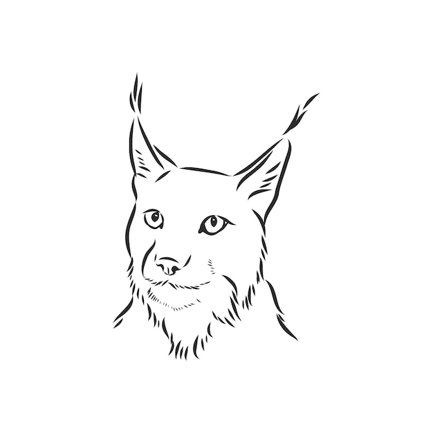 Vector lynx wild cat predator hand drawn black and white stylized