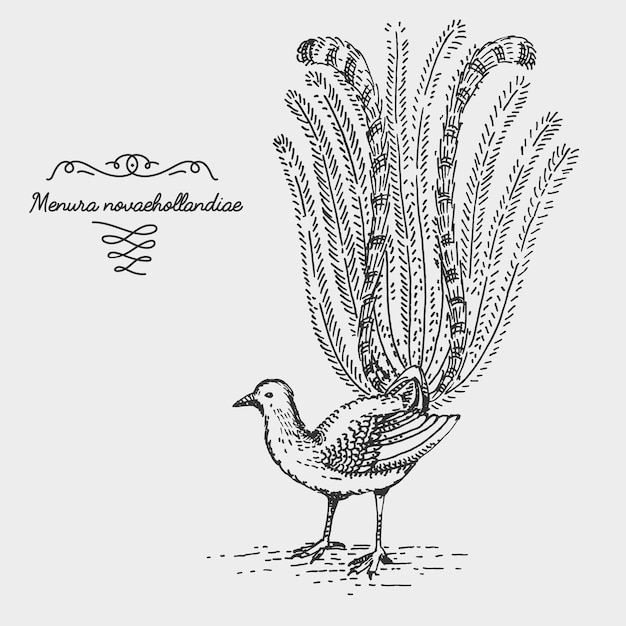 Vector lyrebird engraved animal hand drawn vector illustration in woodcut vintage style
