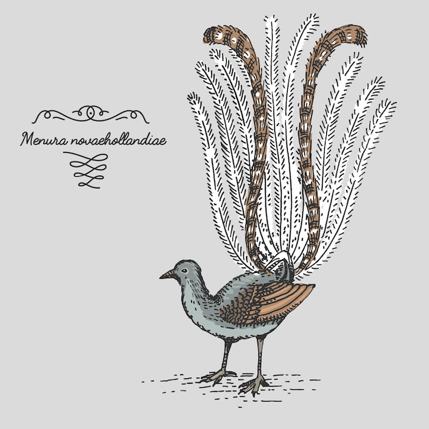Lyrebird engraved animal hand drawn vector illustration in woodcut vintage style