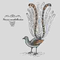 Vector lyrebird engraved animal hand drawn vector illustration in woodcut vintage style