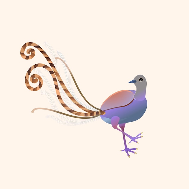 Vector lyrebird from latin menura australian wild bird vector illustration