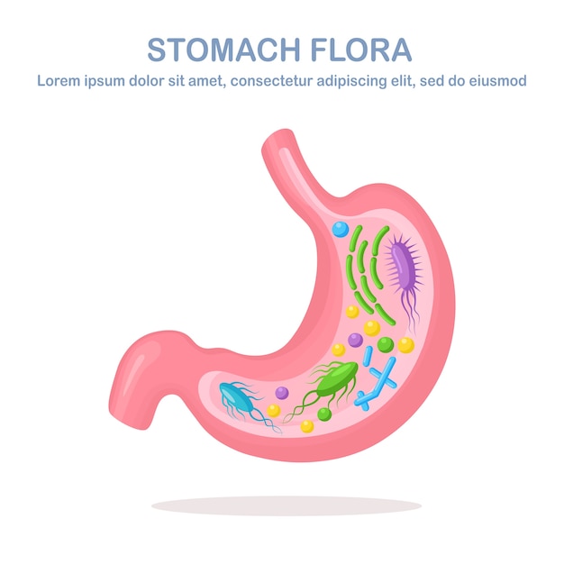 Maag flora. spijsverteringsstelsel, kanaal met bacteriën, virussen, micro-organismen, probiotica op witte achtergrond. interne menselijke organen. medisch, biologie.