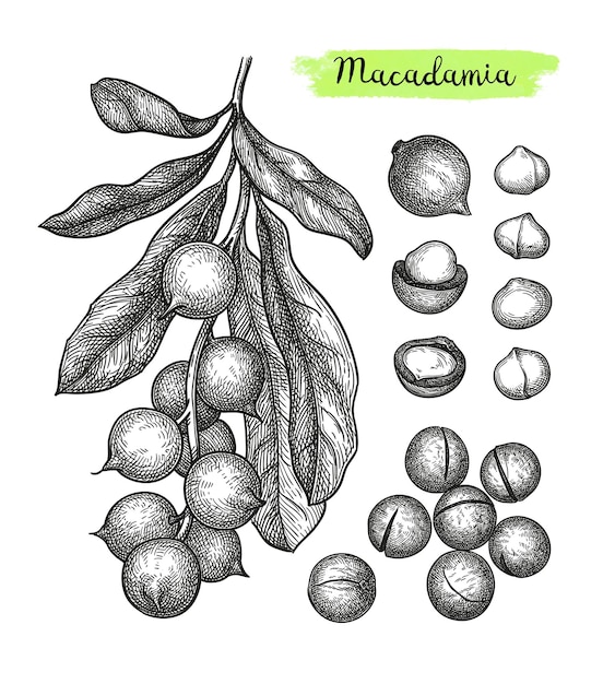 Macadamia ink schets set.