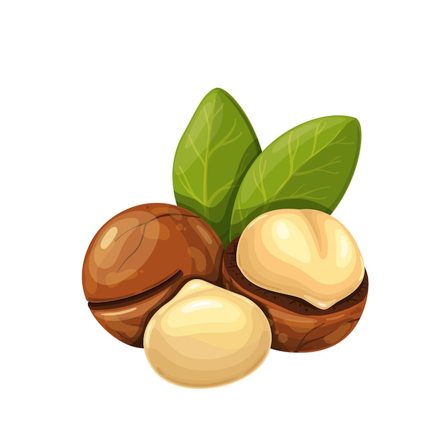 Vector macadamia-noten met bladeren.