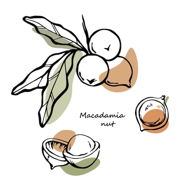 Macadamia-noten schetsen tekenen met abstract kleurvlekkenontwerp