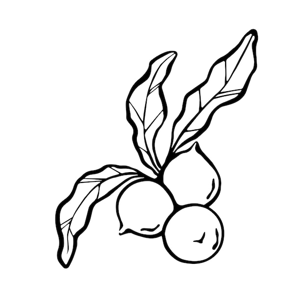 Macadamia nuts black and white outline drawing