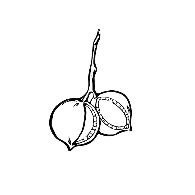 Орехи макадамия черно-белый рисунок контура