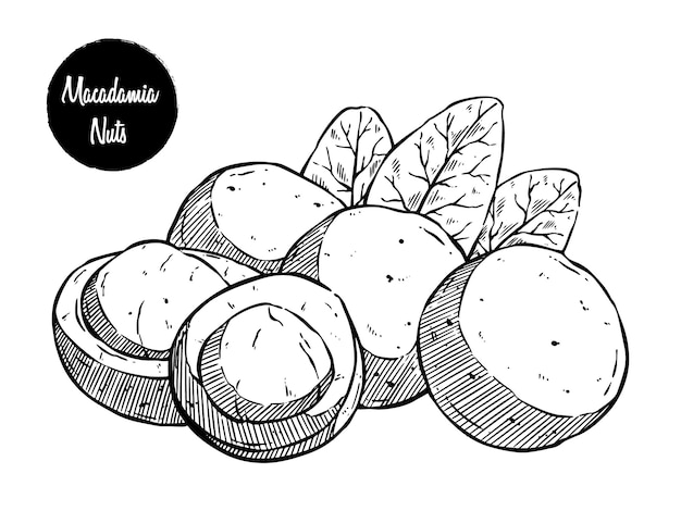 Vector macadamia nuts with hand drawing sketch or vintage style