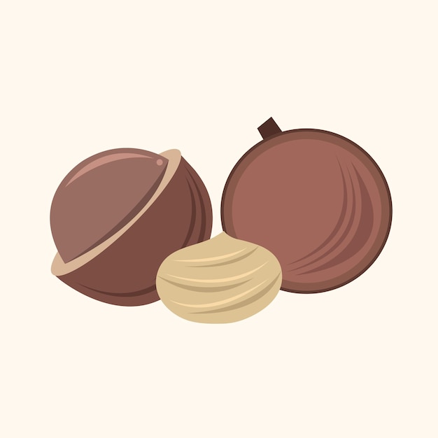 Macadamia vectorillustratie