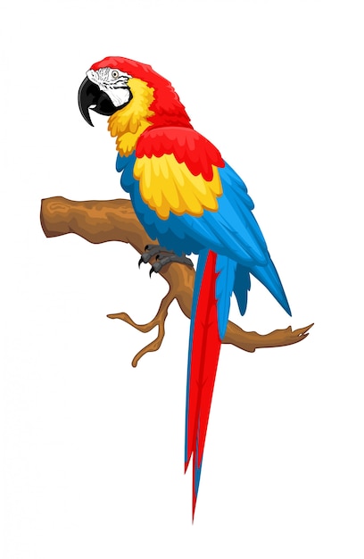 Macaw bird