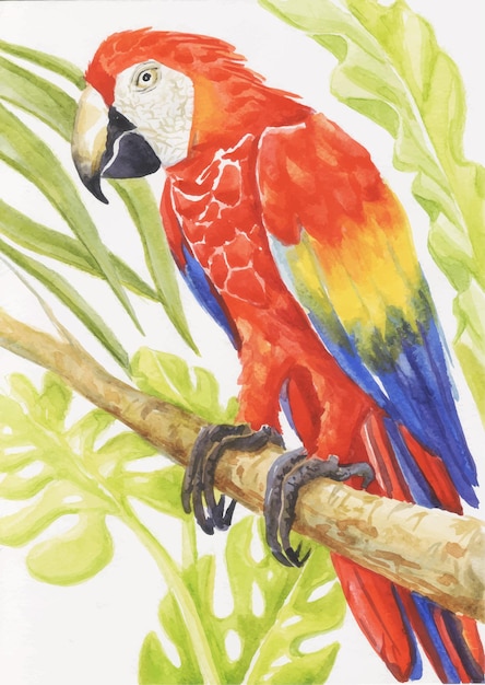 Macaw parrot on a branch watercolor