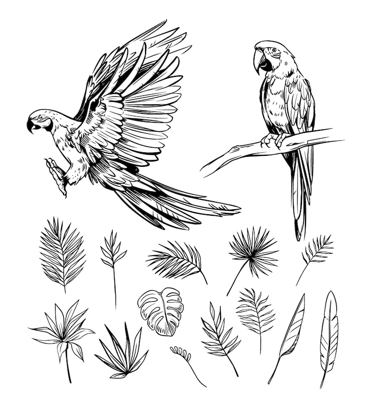 Vector macaw parrot tropical bird parrot set of vector illustrations sketches diy objects for design