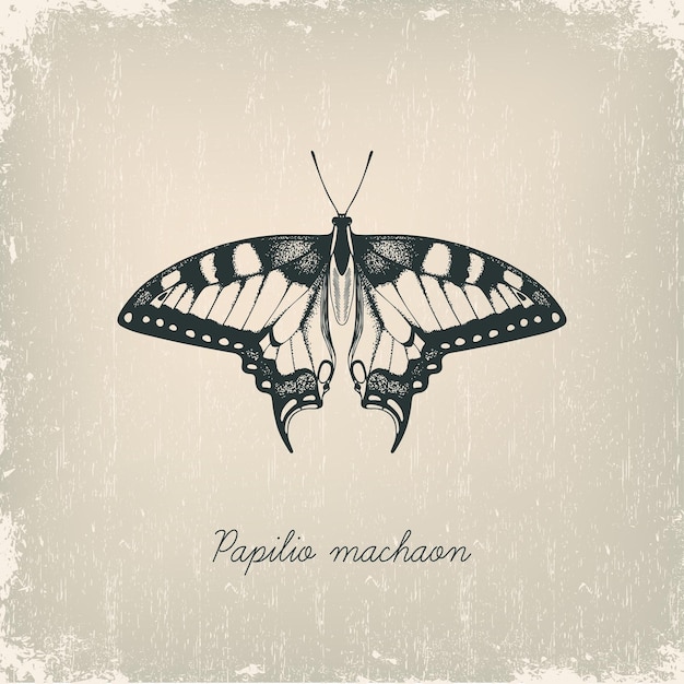 Machaon butterfly Hand drawn vector illustration