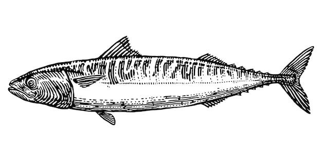 Vector mackerel fish  engraving hand drawn illustration