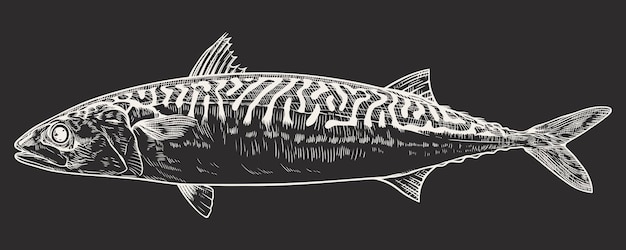 Vector mackerel fish vector illustration in engraving style