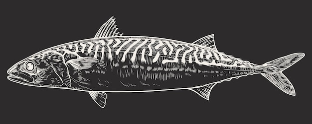 ベクトル サバ魚彫刻スタイルのベクトル図