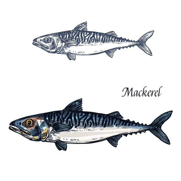 Vector mackerel fish vector isolated sketch icon