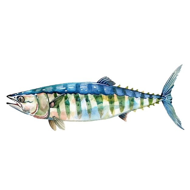 Vector mackerel vector illustration in watercolour style