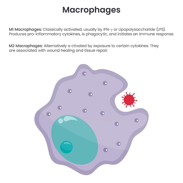 Macrofaag monocyt witte bloedcel illustratie vector afbeelding