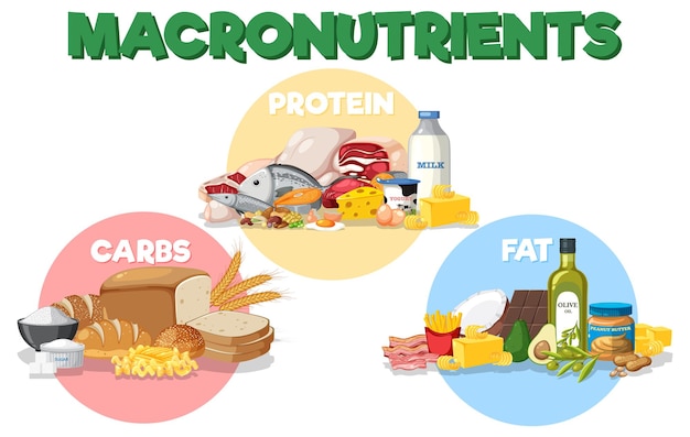 ベクトル 食品成分を含む主要栄養素図