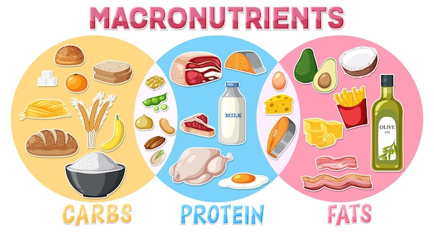 Vector macronutrients diagram with food ingredients