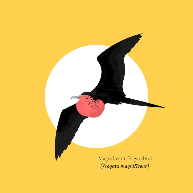 Вектор Величественная фрегата - национальная птица антигуа и барбуды