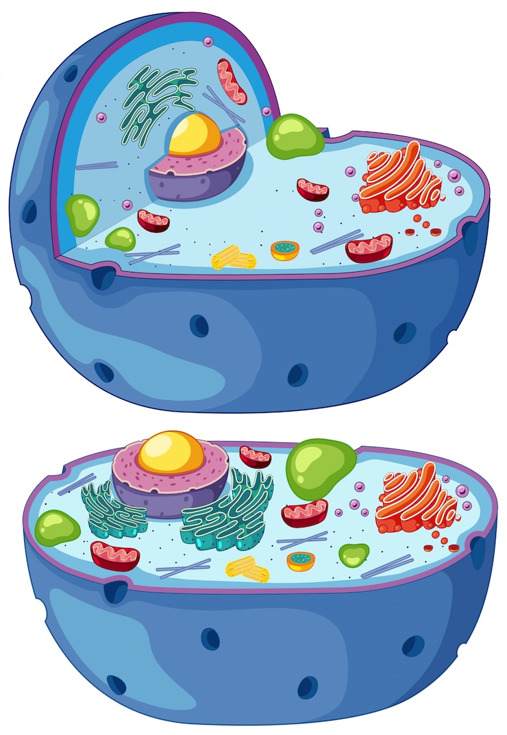 Vector magnified diagram of a plant cell