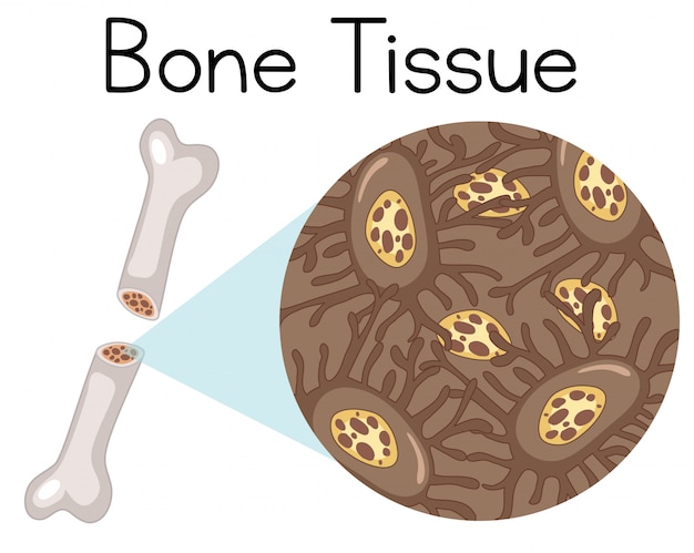 Vector magnified tissue inside bone