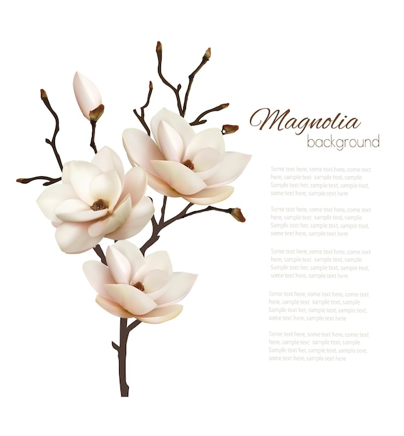 Vettore sfondo di magnolia con un fiore bianco sul fondo.