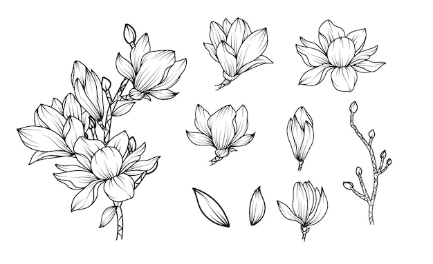 Magnolia bloemen tekenen met lineart op witte achtergronden