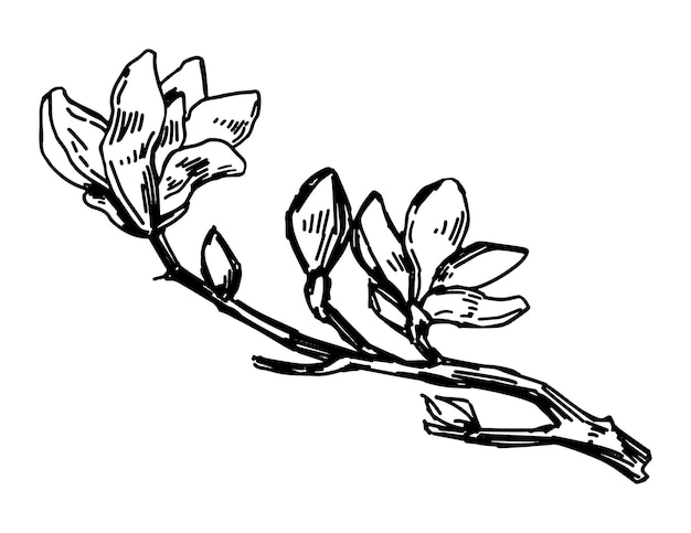 Magnolia blooming twig sketch Spring time tree branch clipart Hand drawn vector illustration isolated on white background