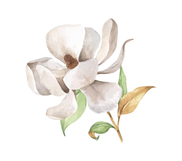 Magnolia branch with leaves and white flower. Watercolor illustration.