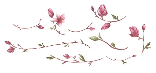 Vector magnolia flower and branches set line borders laurels and text divider watercolor illustration