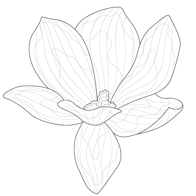 Magnolia flower.Coloring book antistress for children and adults. Zen-tangle style.Black and white drawing