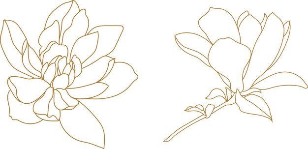 Vector magnolia flower drawing sketch path white drawing coloring