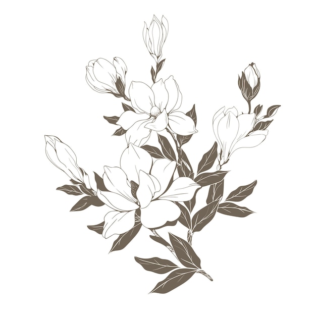 Vector magnolia flower drawing sketch path white drawing coloring