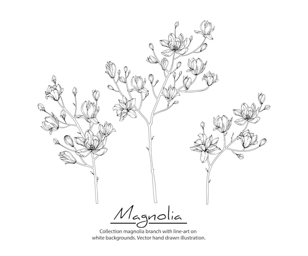 Vettore disegni di fiori di magnolia. illustrazioni botaniche disegnate a mano dell'annata.