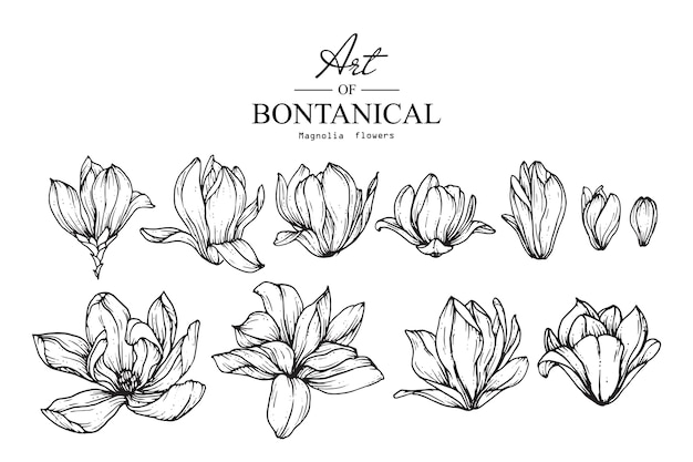 Magnolia flower drawings. vintage hand drawn botanical illustrations.