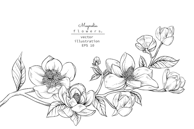 Vector magnolia flower drawings.