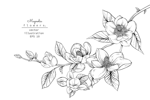 Disegni di fiori di magnolia.