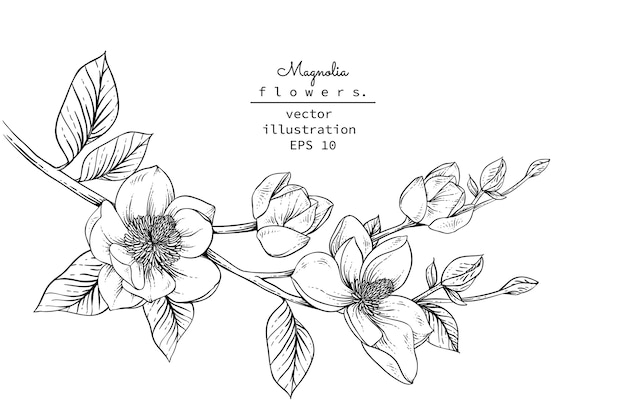 Magnolia flower drawings. 