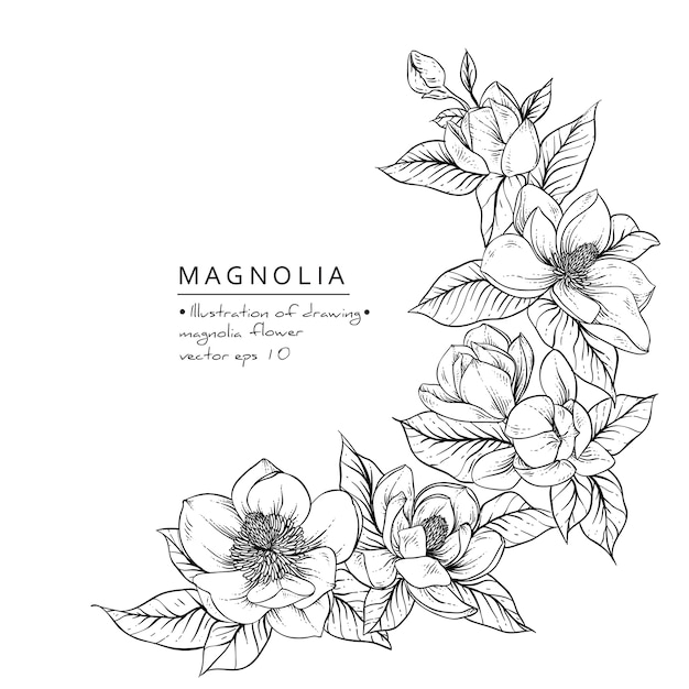 Vector magnolia flower drawings