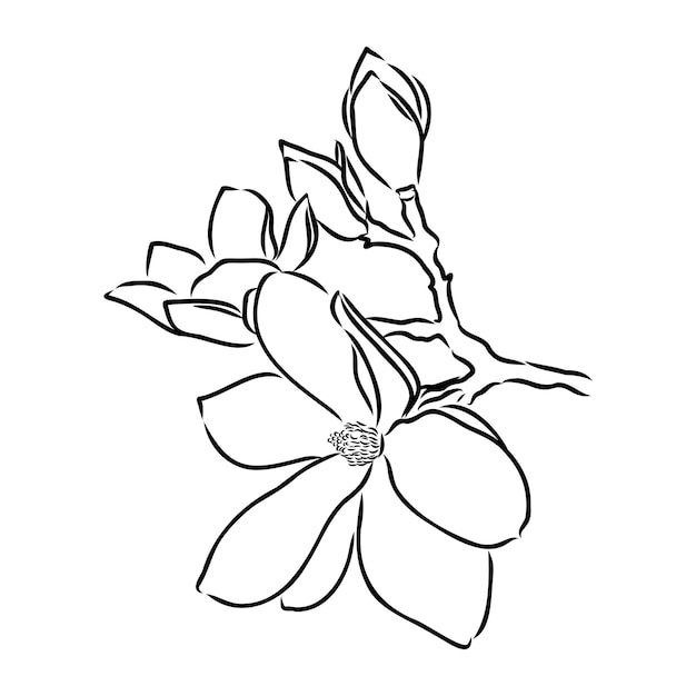 Vettore fiore di magnolia disegno a mano e sketchline art su sfondo bianco disegnato a mano vettor botanico magnolia per primavera sfondo consistenza involucro modello schizzo vettoriale magnolia