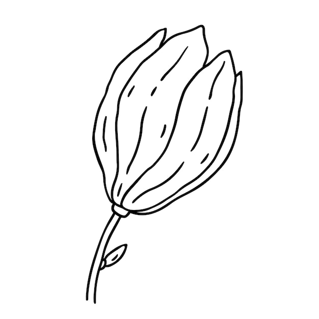 Magnolia flower isolated on white background hand drawn illustration in outline style