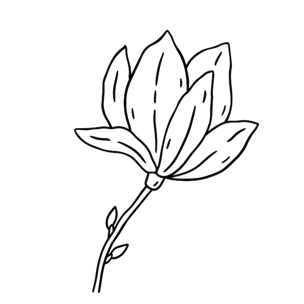 白い背景に分離されたマグノリアの花手アウトライン スタイルで描かれたイラスト