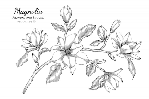 Magnolia flower and leaf drawing illustration with line art on white backgrounds.