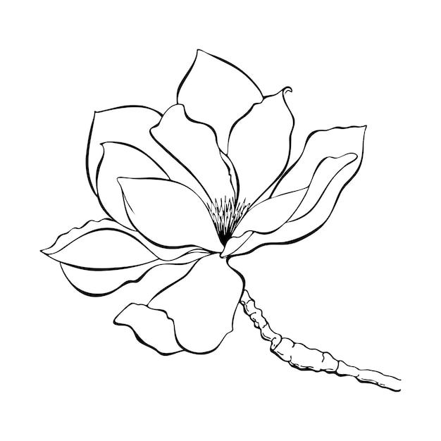 Magnolia flower  sketch contour lines.