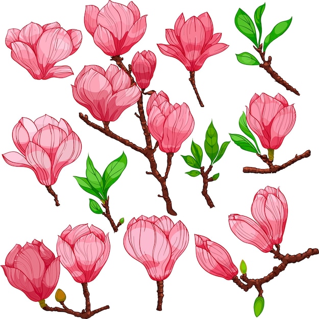 Vector magnolia flowers and buds pink flowers and buds set of elements