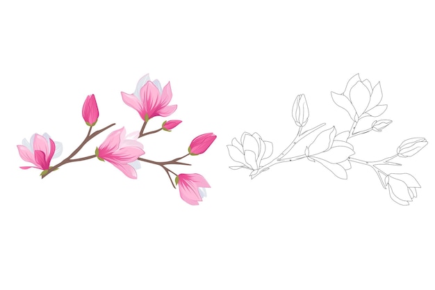 Vector magnolia flowers coloring book